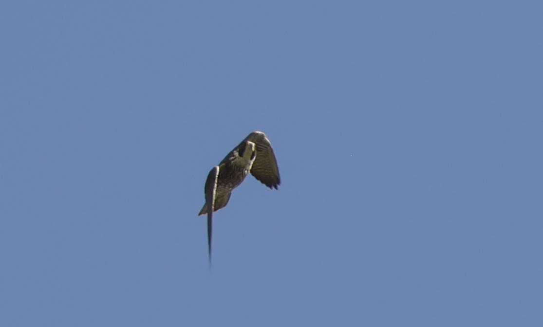 Faucon pèlerin - ML614128432