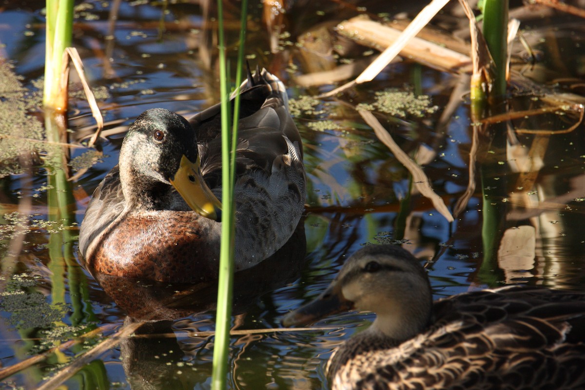 Mallard x Mottled Duck (hybrid) - ML614128467