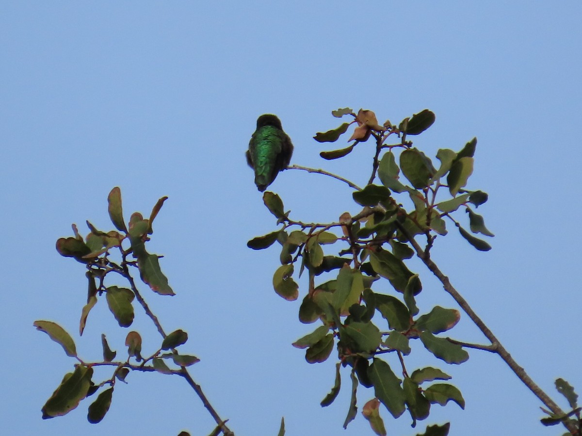 Anna's Hummingbird - Dottie Marron