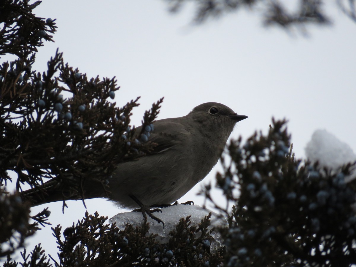 Townsend's Solitaire - Aaron Haycraft