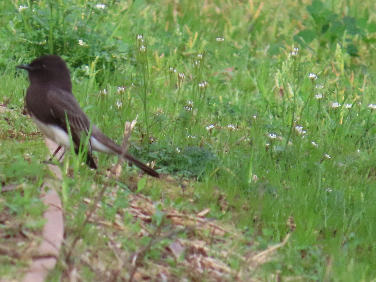 Black Phoebe - Dottie Marron