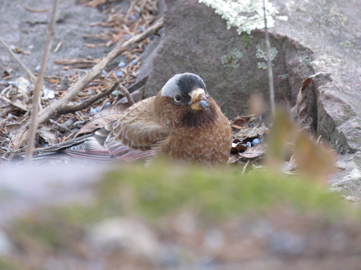 Gray-crowned Rosy-Finch - ML614128521