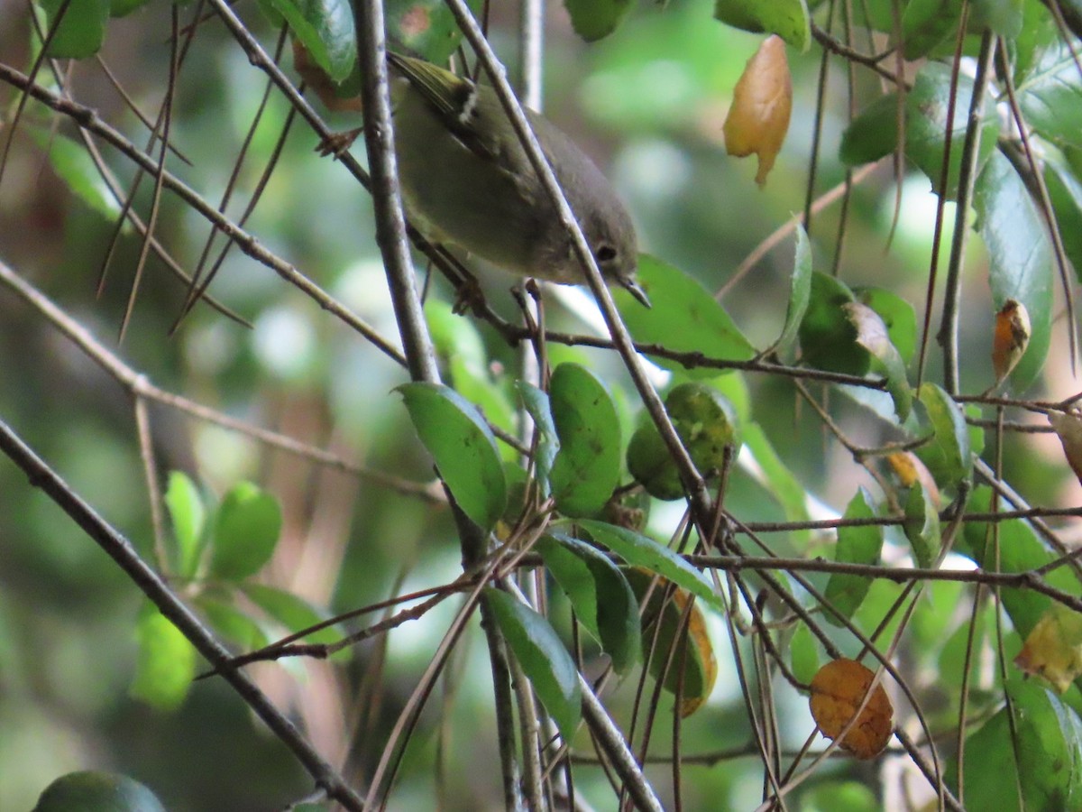 Ruby-crowned Kinglet - ML614128536