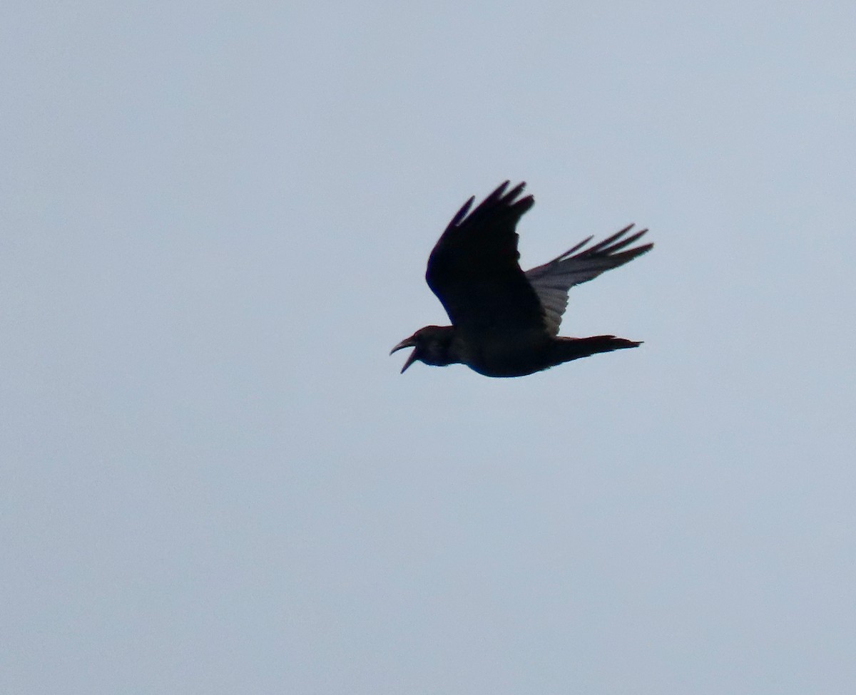 Common Raven - ML614128568