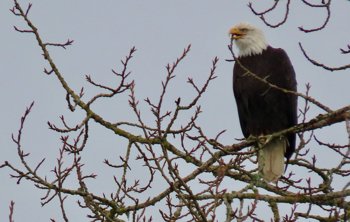 Weißkopf-Seeadler - ML614128617