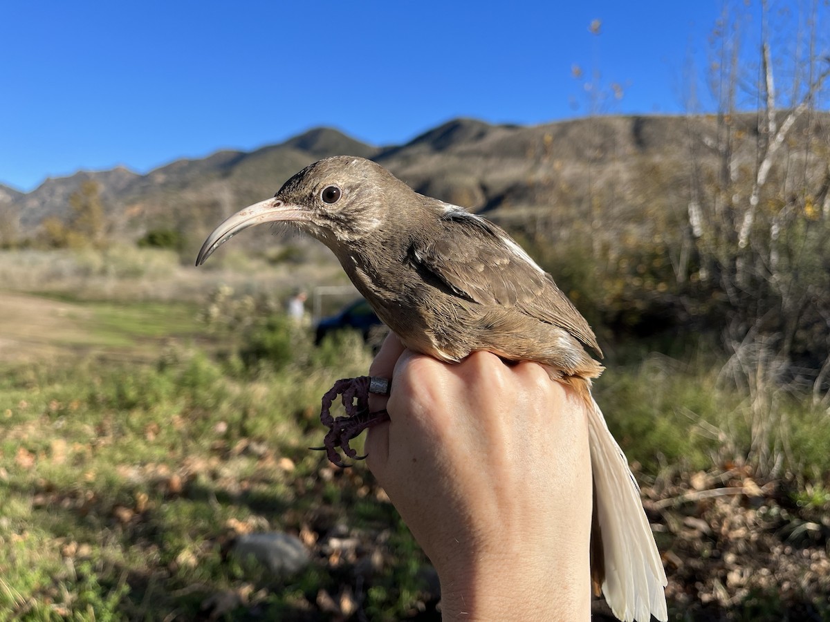 California Thrasher - ML614128637