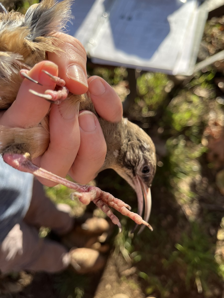 California Thrasher - Max Breshears