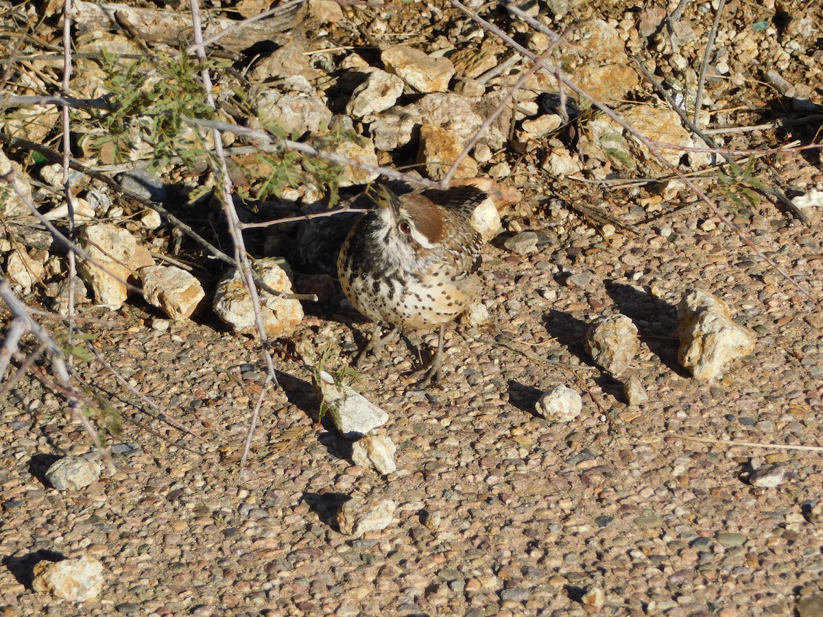 Cactus Wren - Marie Hoerner