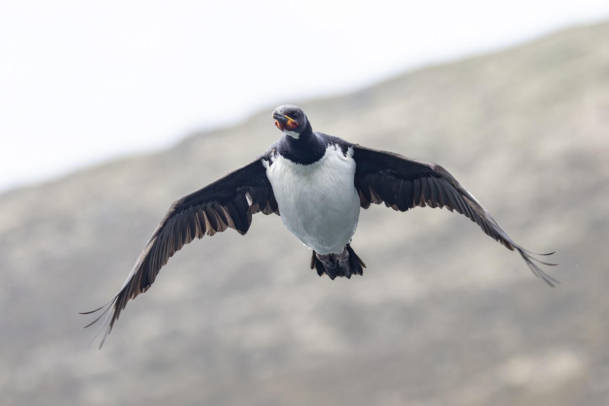 Campbell Islands Shag - ML614128669