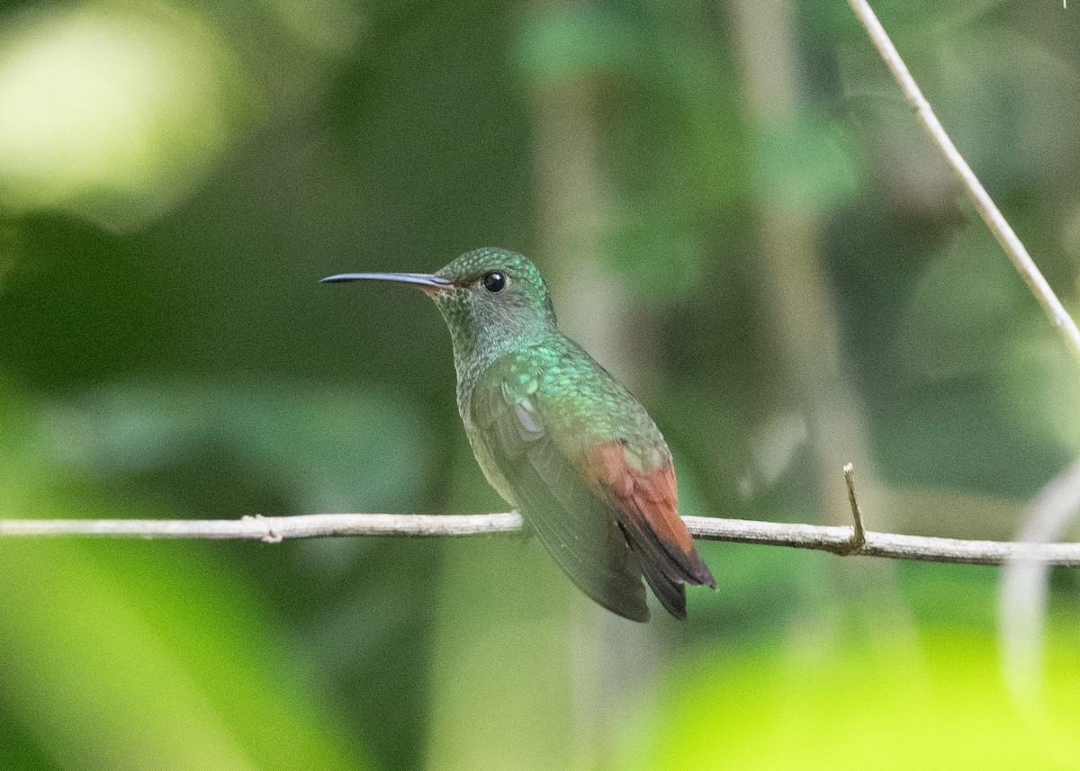 Rufous-tailed Hummingbird - ML614128693