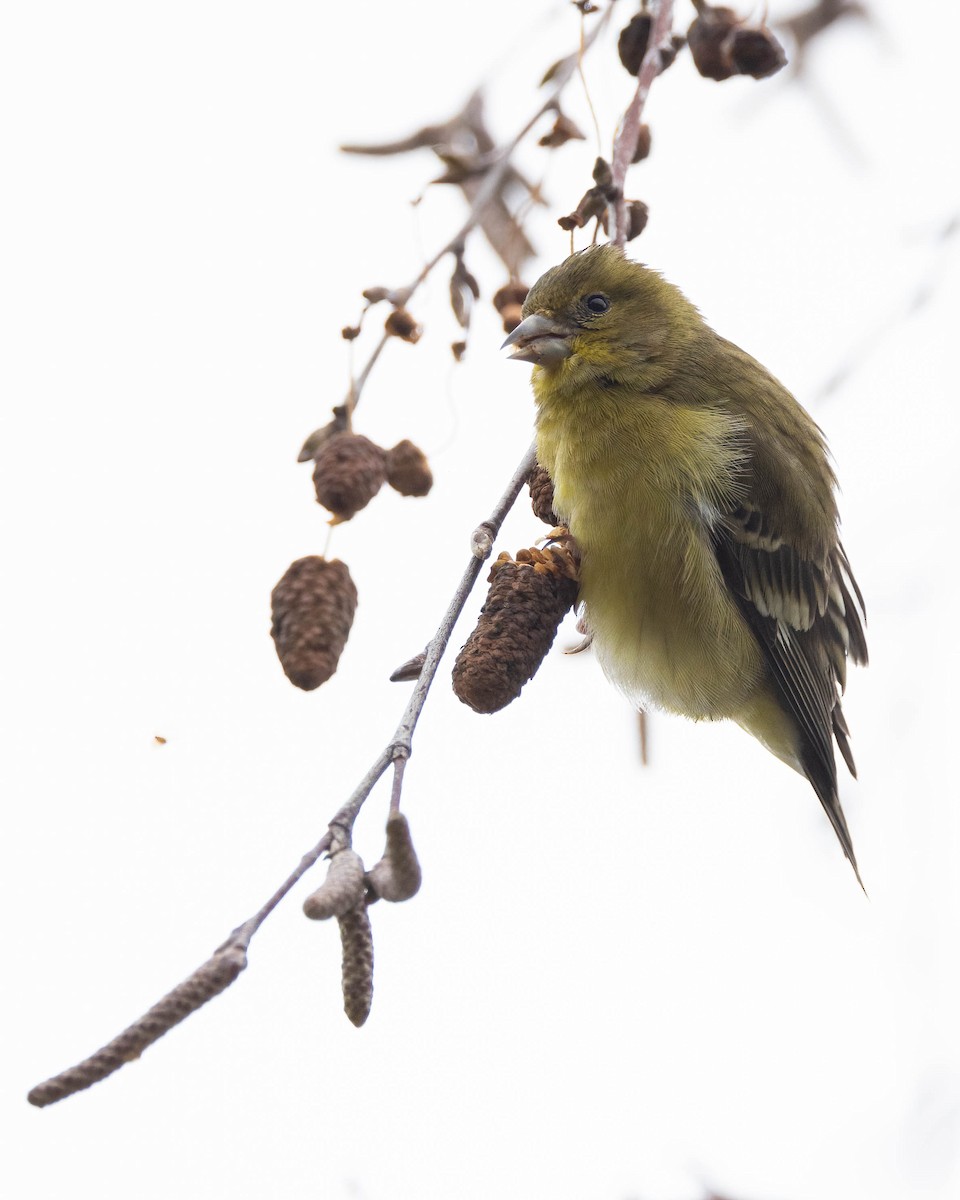 Lesser Goldfinch - ML614128710