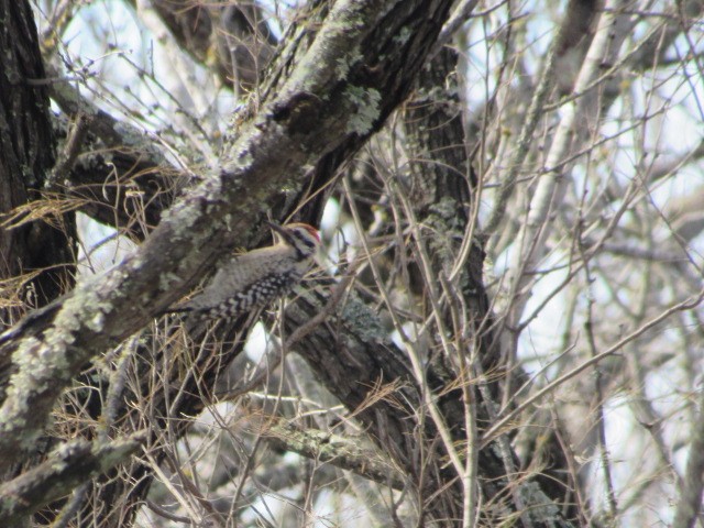 Ladder-backed Woodpecker - ML614128711