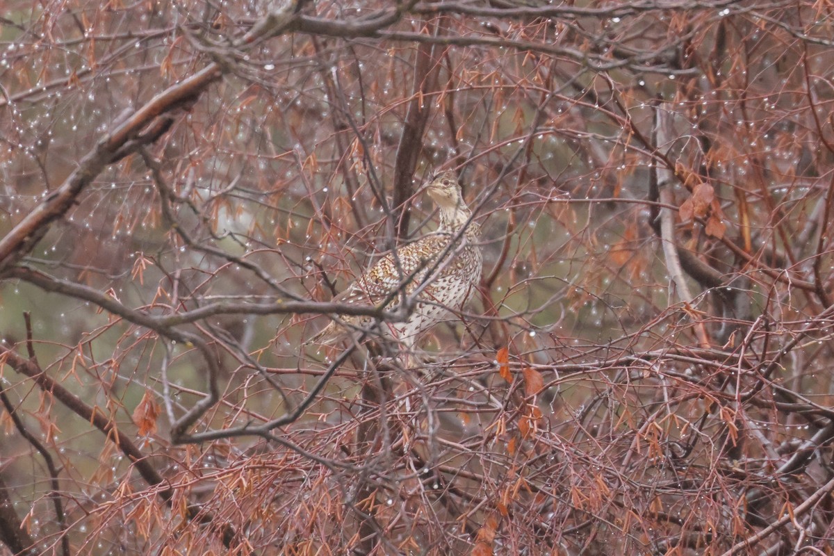 Sharp-tailed Grouse - ML614128736