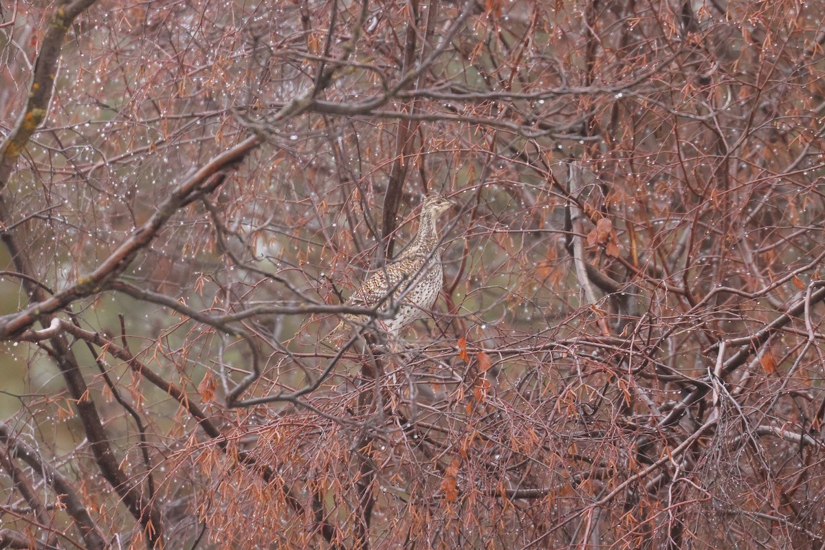 Sharp-tailed Grouse - ML614128761