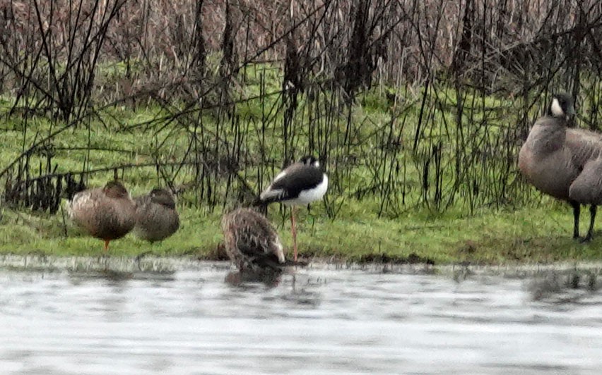 Black-necked Stilt - ML614128788