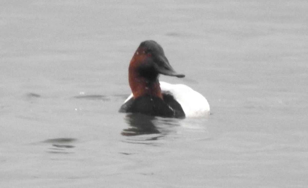 Canvasback - ML614128809