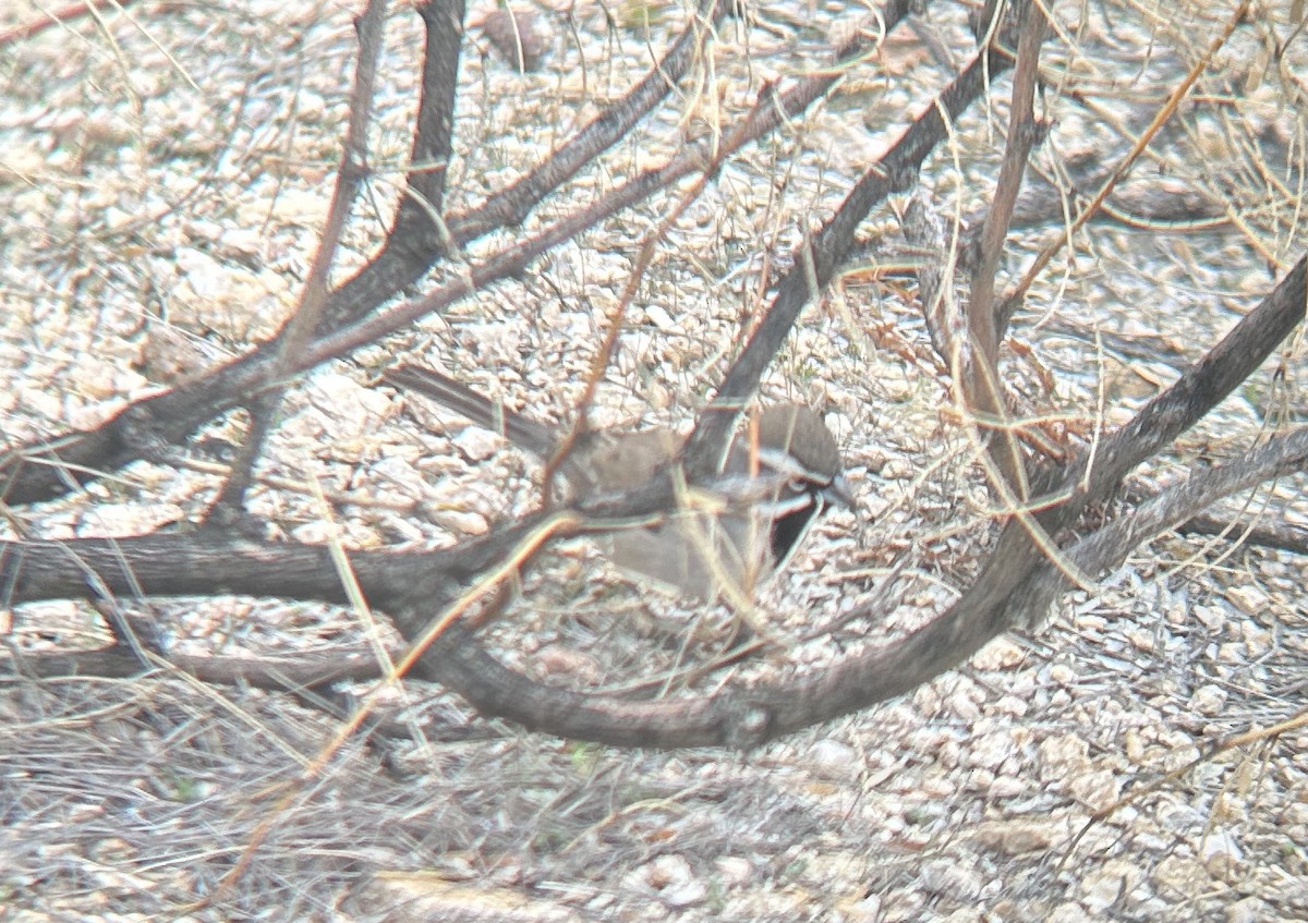 Black-throated Sparrow - ML614128838