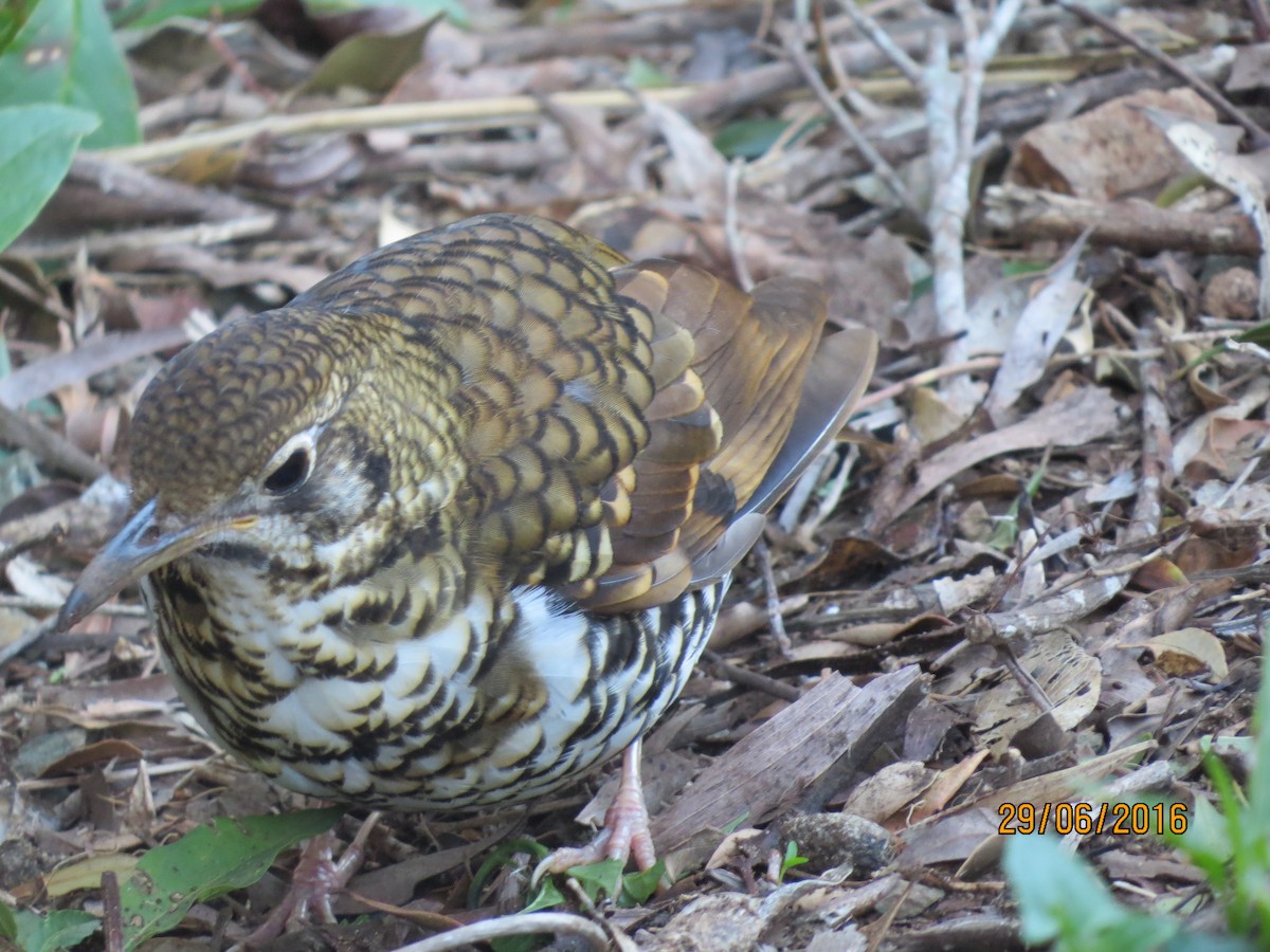 Russet-tailed Thrush - ML614128843