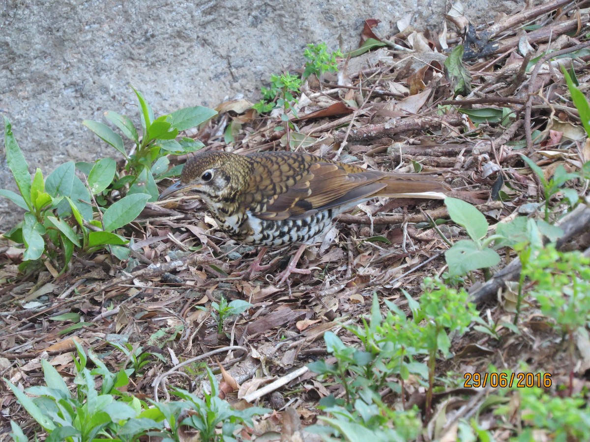 Russet-tailed Thrush - ML614128844