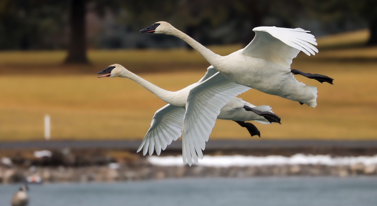 Cygne trompette - ML614128872