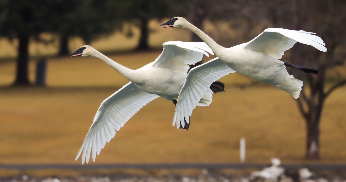 Trumpeter Swan - ML614128875