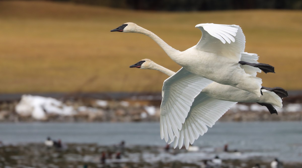 Trumpeter Swan - Andrew Thomas 🦅🪶