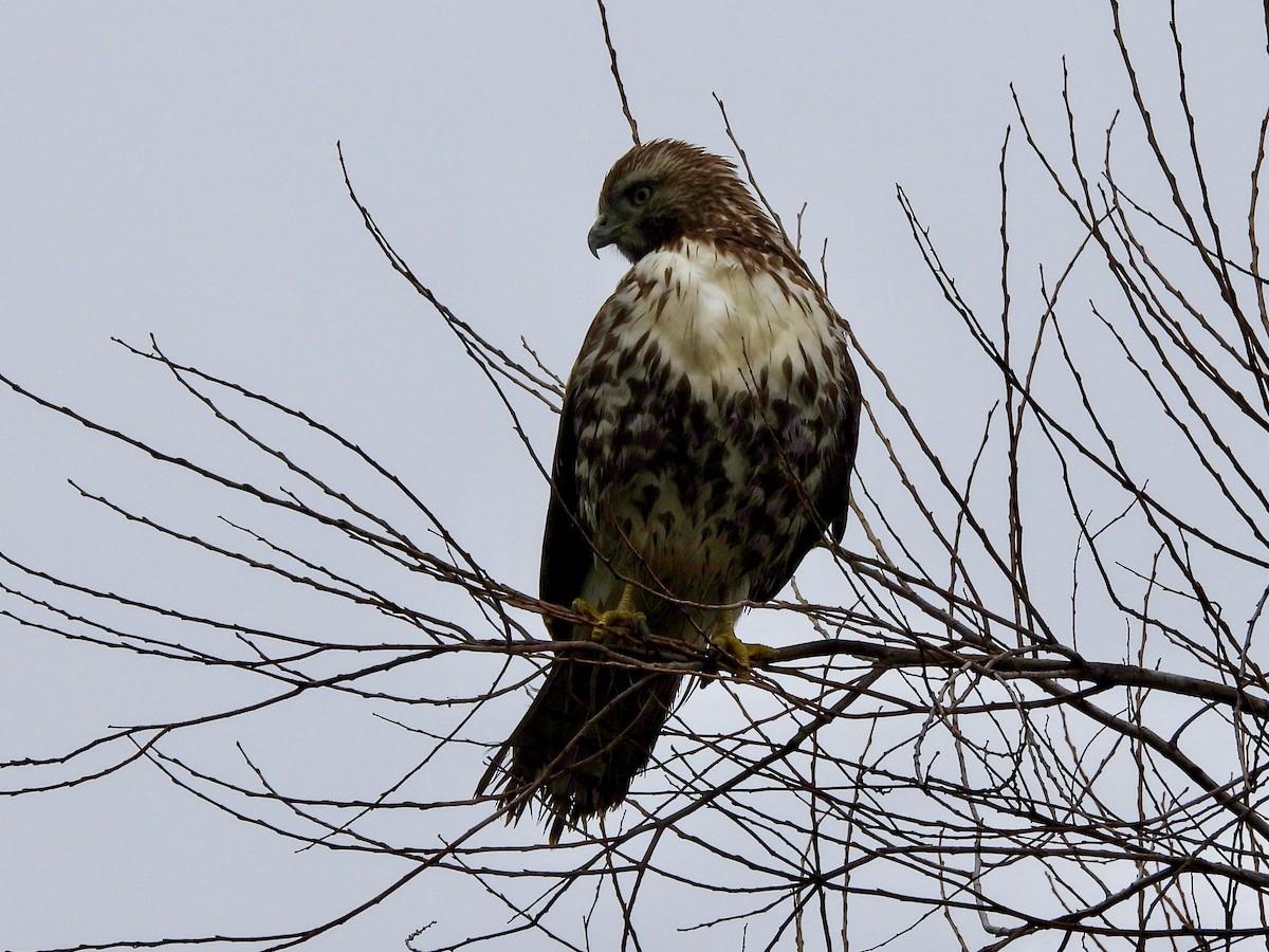 Red-tailed Hawk - ML614129043