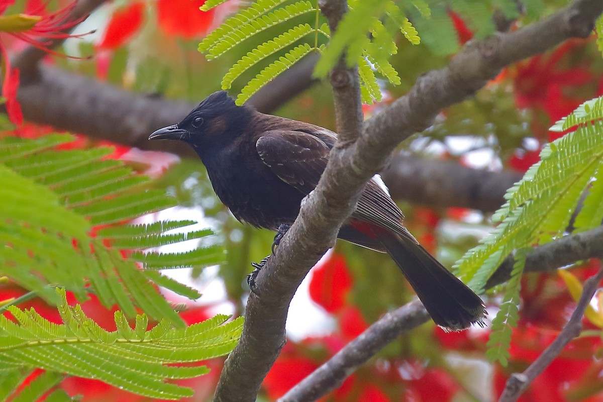 Red-vented Bulbul - ML614129061