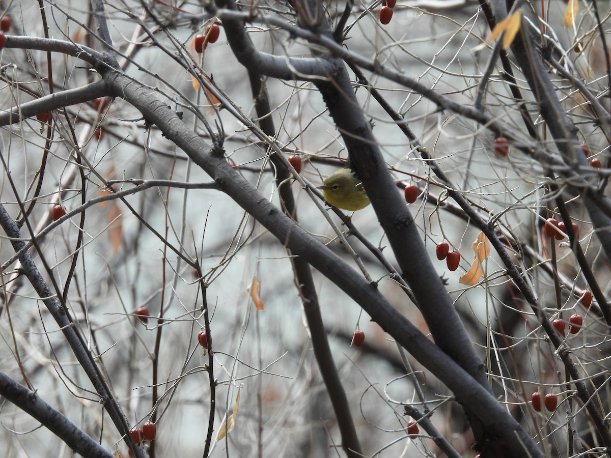 Orange-crowned Warbler - Carl Lundblad