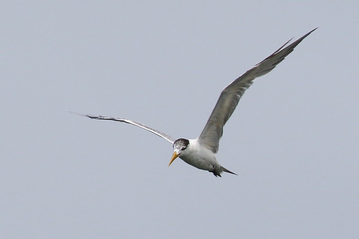 Great Crested Tern - ML614129144
