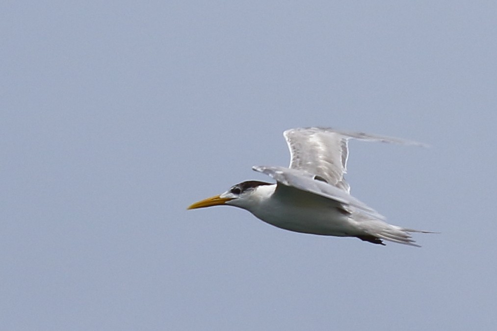 Great Crested Tern - ML614129146