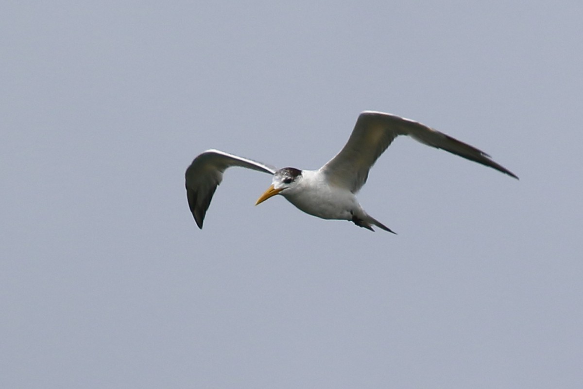 Great Crested Tern - ML614129147