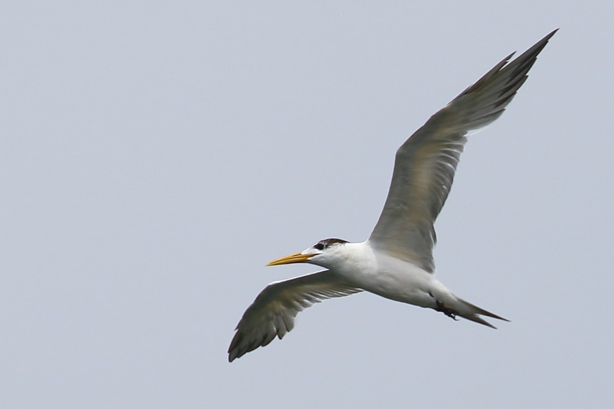 Great Crested Tern - ML614129148