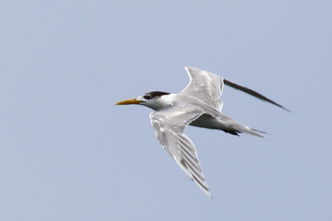Great Crested Tern - ML614129149
