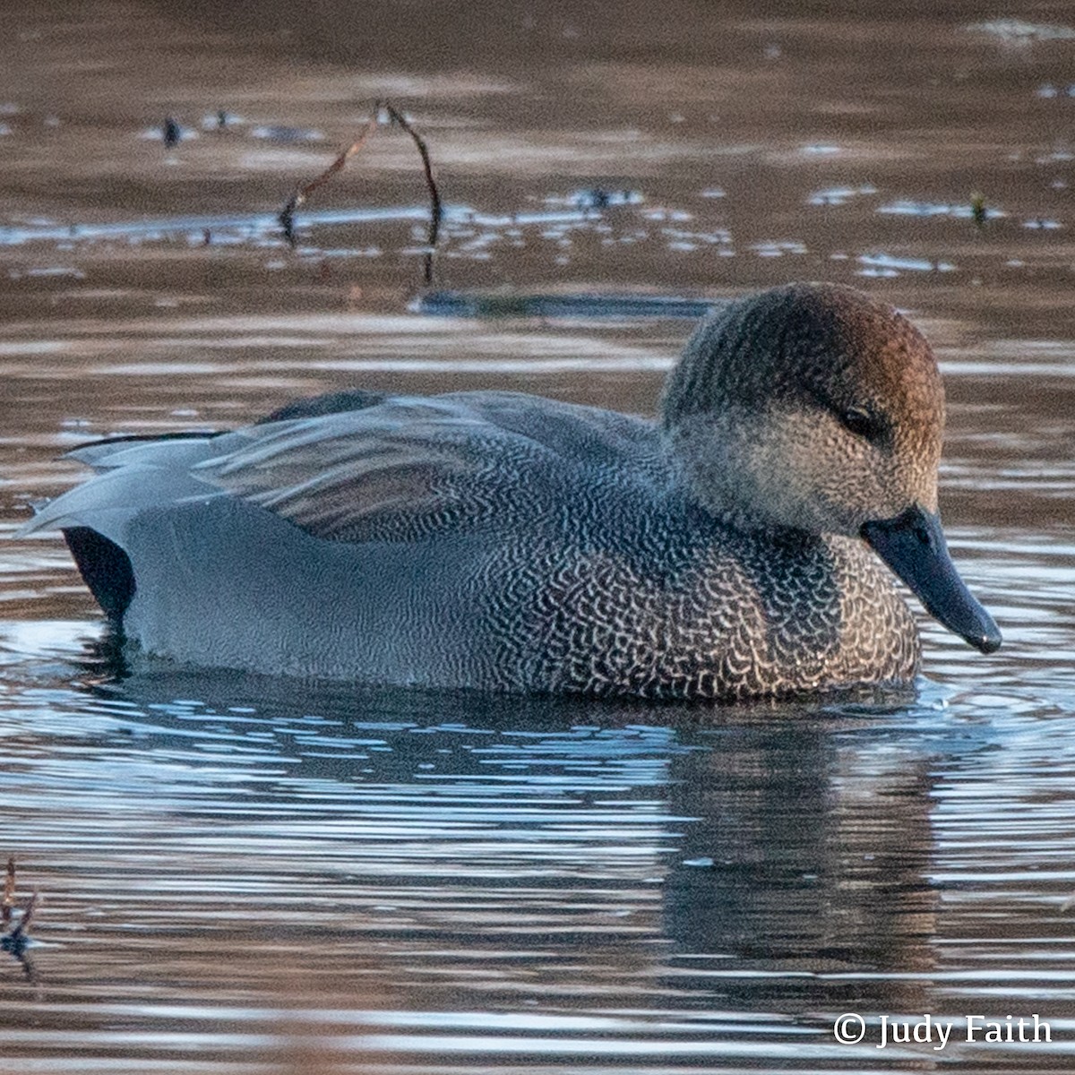 Gadwall - Judith Faith