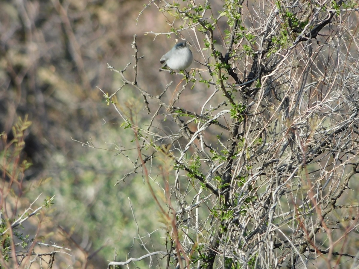 Black-tailed Gnatcatcher - ML614129343