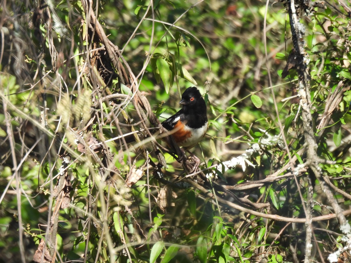 Spotted Towhee - Jesús Contreras