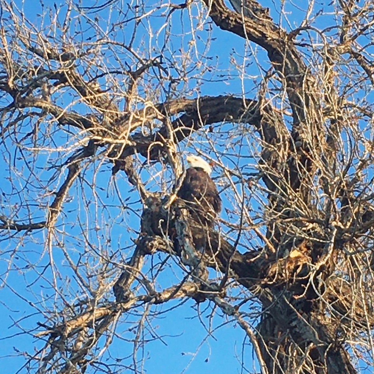 Bald Eagle - ML614129383