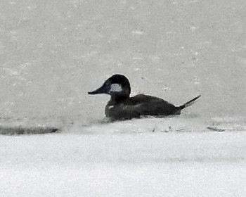 Ruddy Duck - Tess  Nelkie