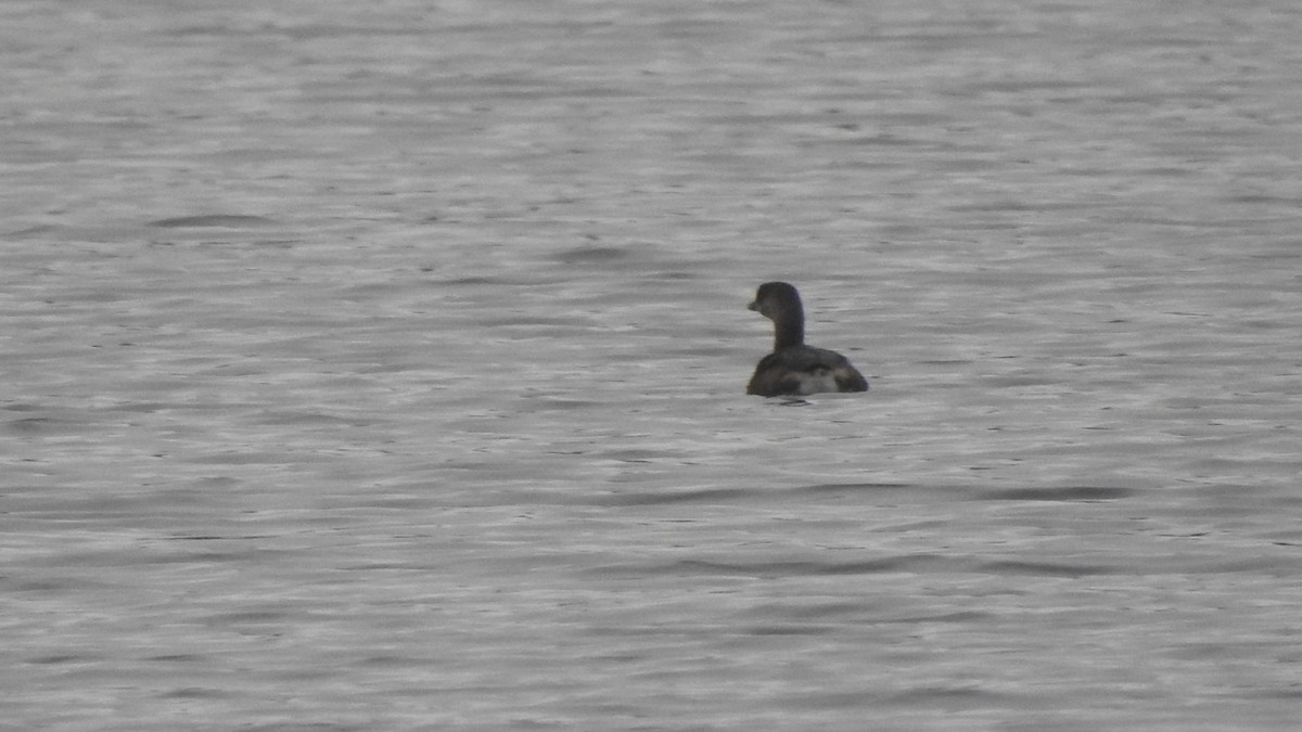 Pied-billed Grebe - ML614129395