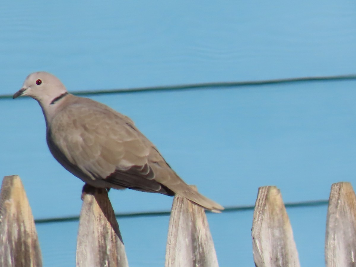 Eurasian Collared-Dove - ML614129426