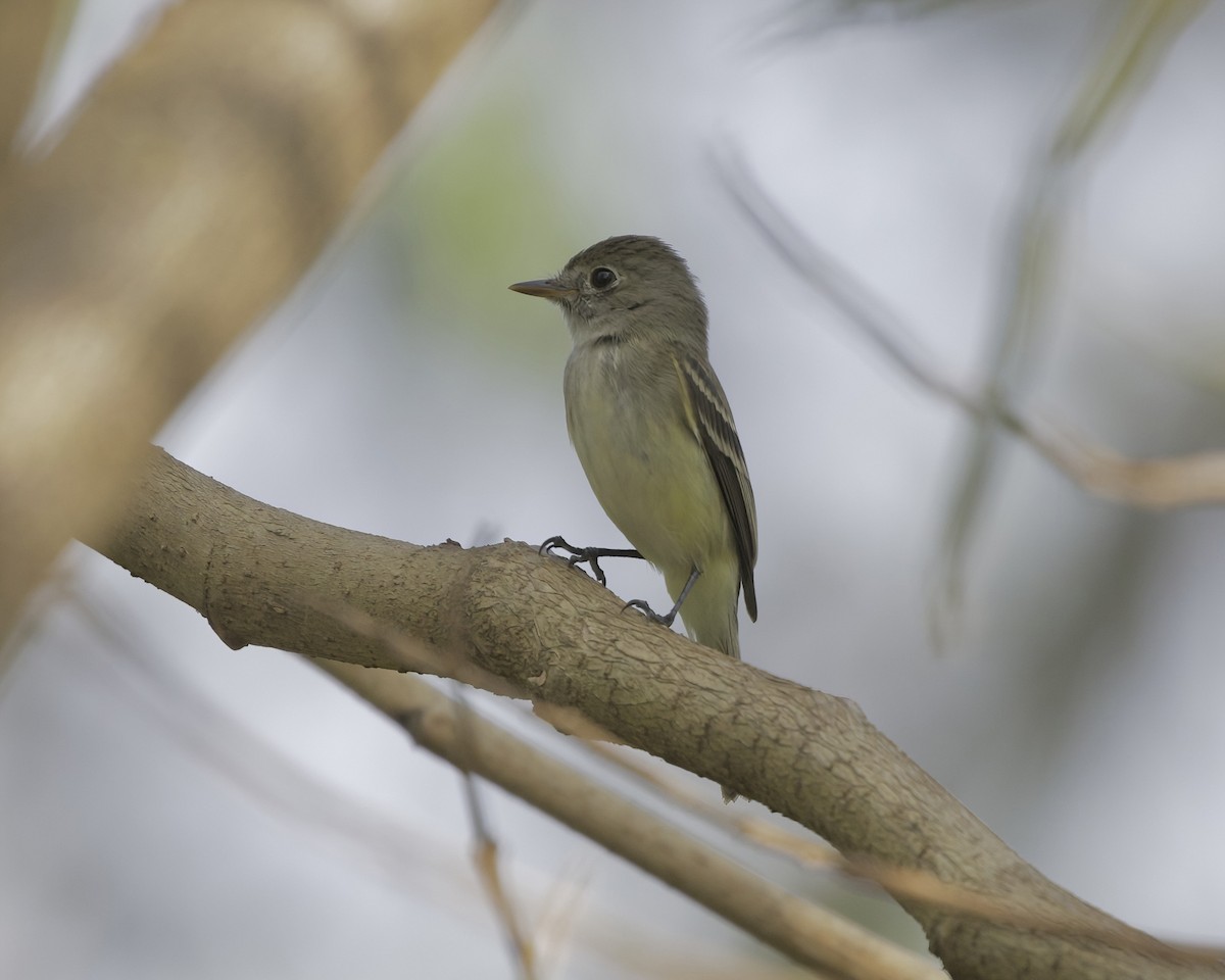 Least Flycatcher - ML614129487