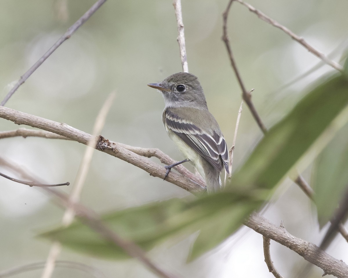 Least Flycatcher - ML614129491