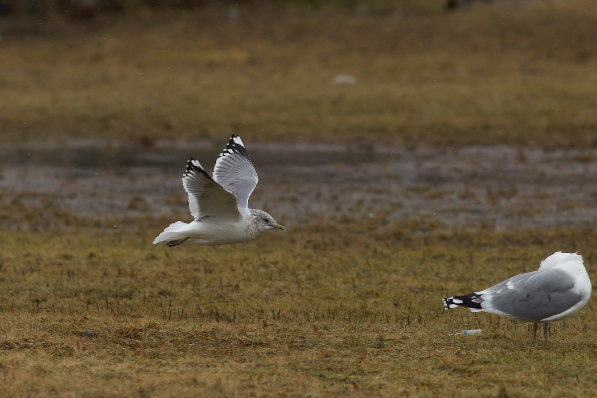 Common Gull (Kamchatka) - Nathan Dubrow