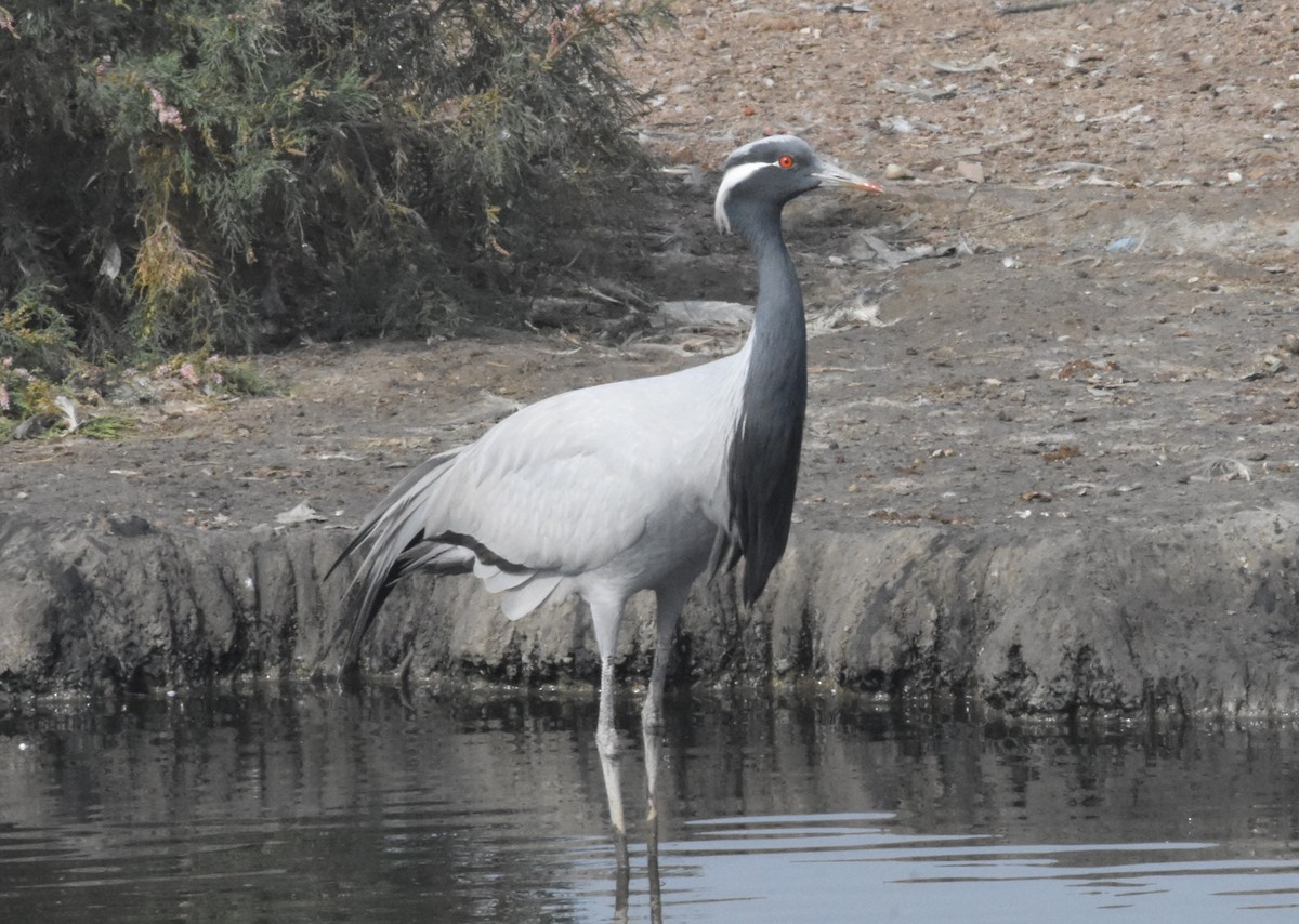 Demoiselle Crane - ML614129610