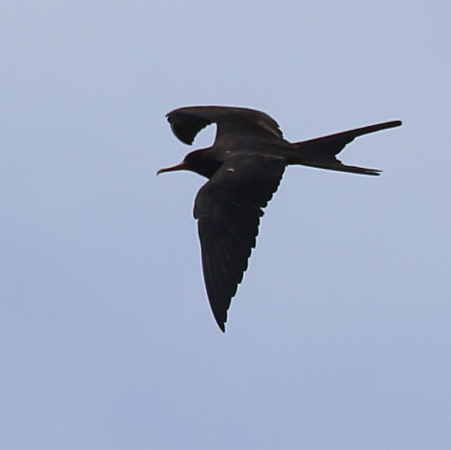 Lesser Frigatebird - ML614129755