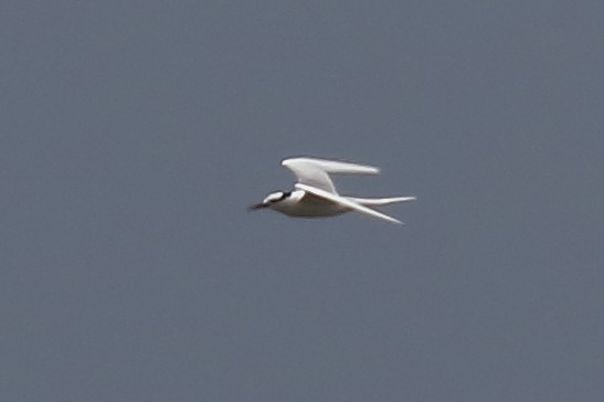 Black-naped Tern - ML614129762