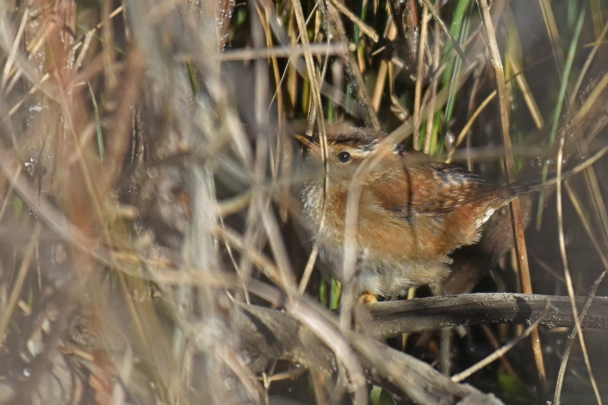 Marsh Wren - ML614129796