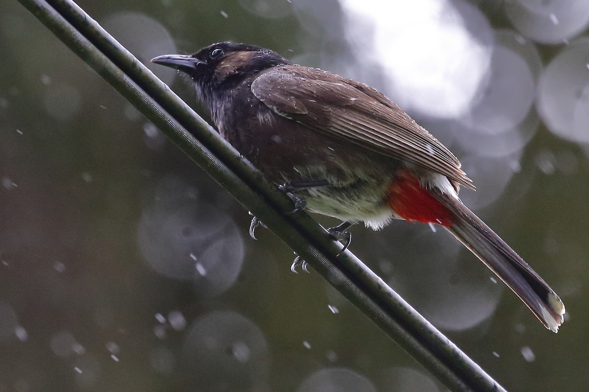 Red-vented Bulbul - ML614129822