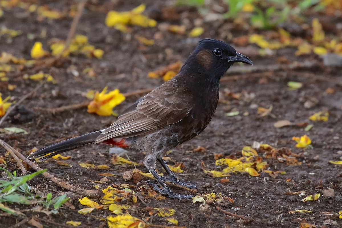 Red-vented Bulbul - ML614129844